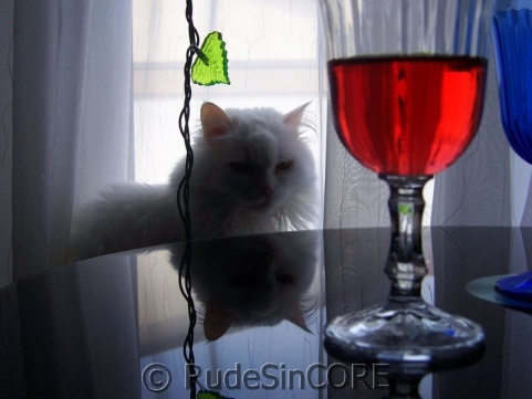 Cat and Wine
